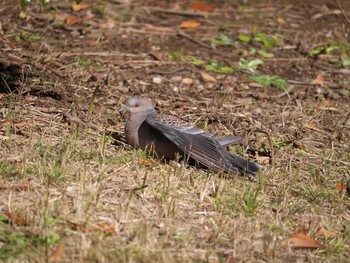 Oriental Turtle Dove Kasai Rinkai Park Sun, 12/22/2013