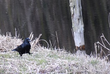 Carrion Crow 普正寺の森(ササゴイの池) Fri, 2/28/2020