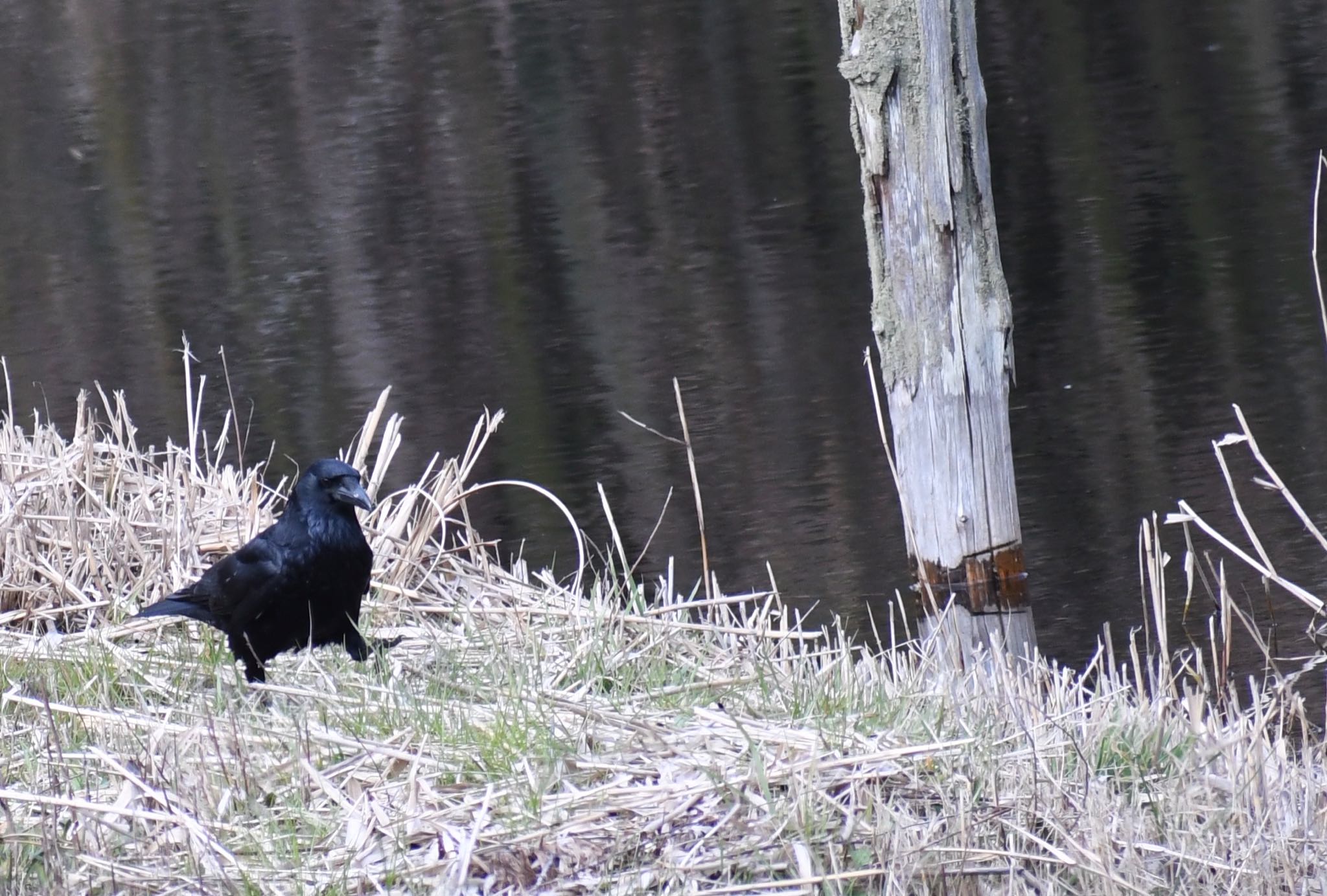 Photo of Carrion Crow at 普正寺の森(ササゴイの池) by サトミン