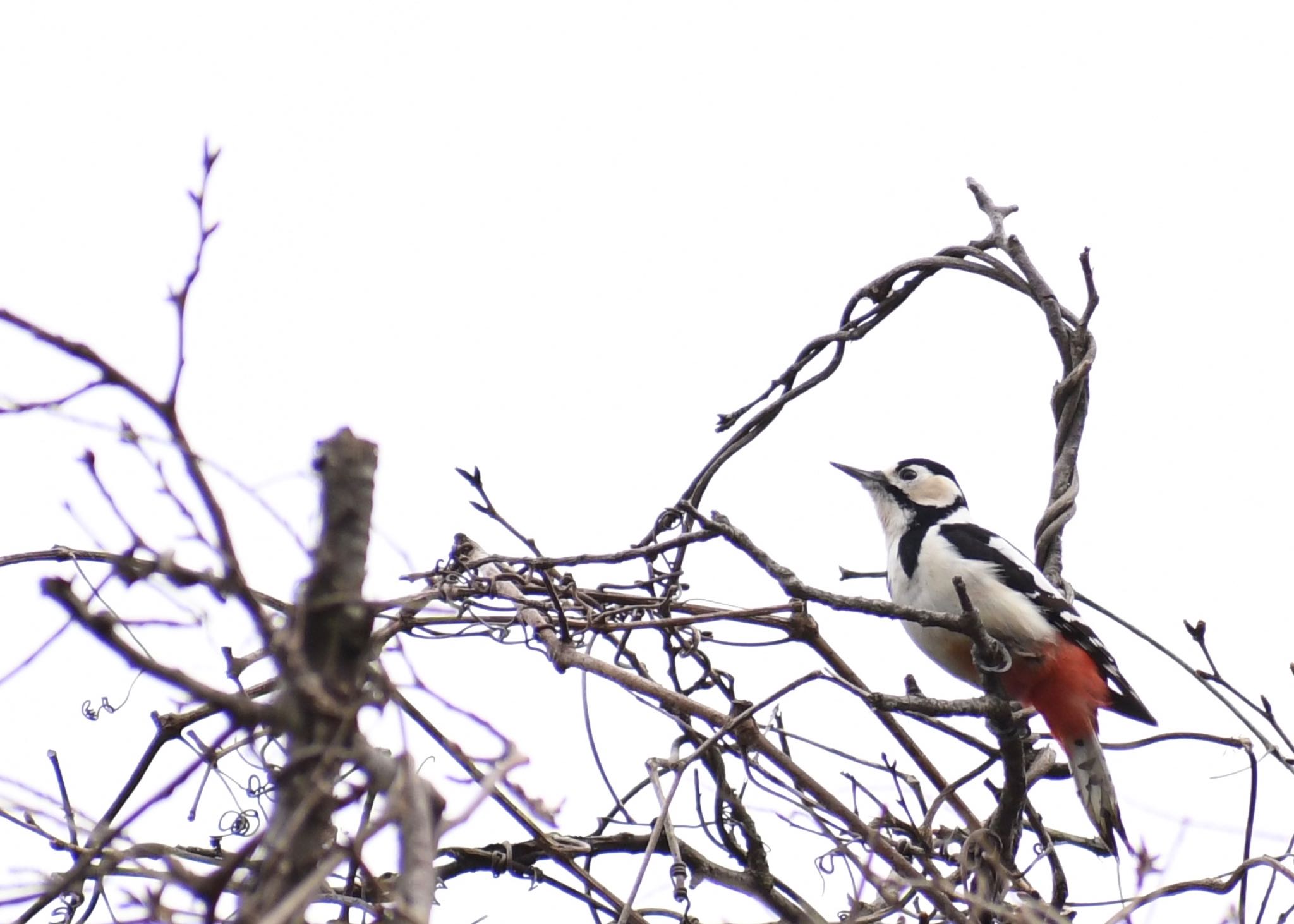 Photo of Great Spotted Woodpecker at 普正寺の森(二天橋) by サトミン