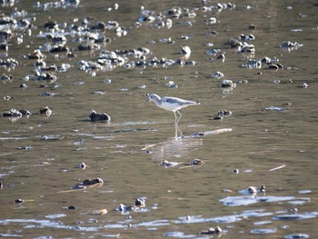 Common Greenshank Kasai Rinkai Park Sun, 12/22/2013