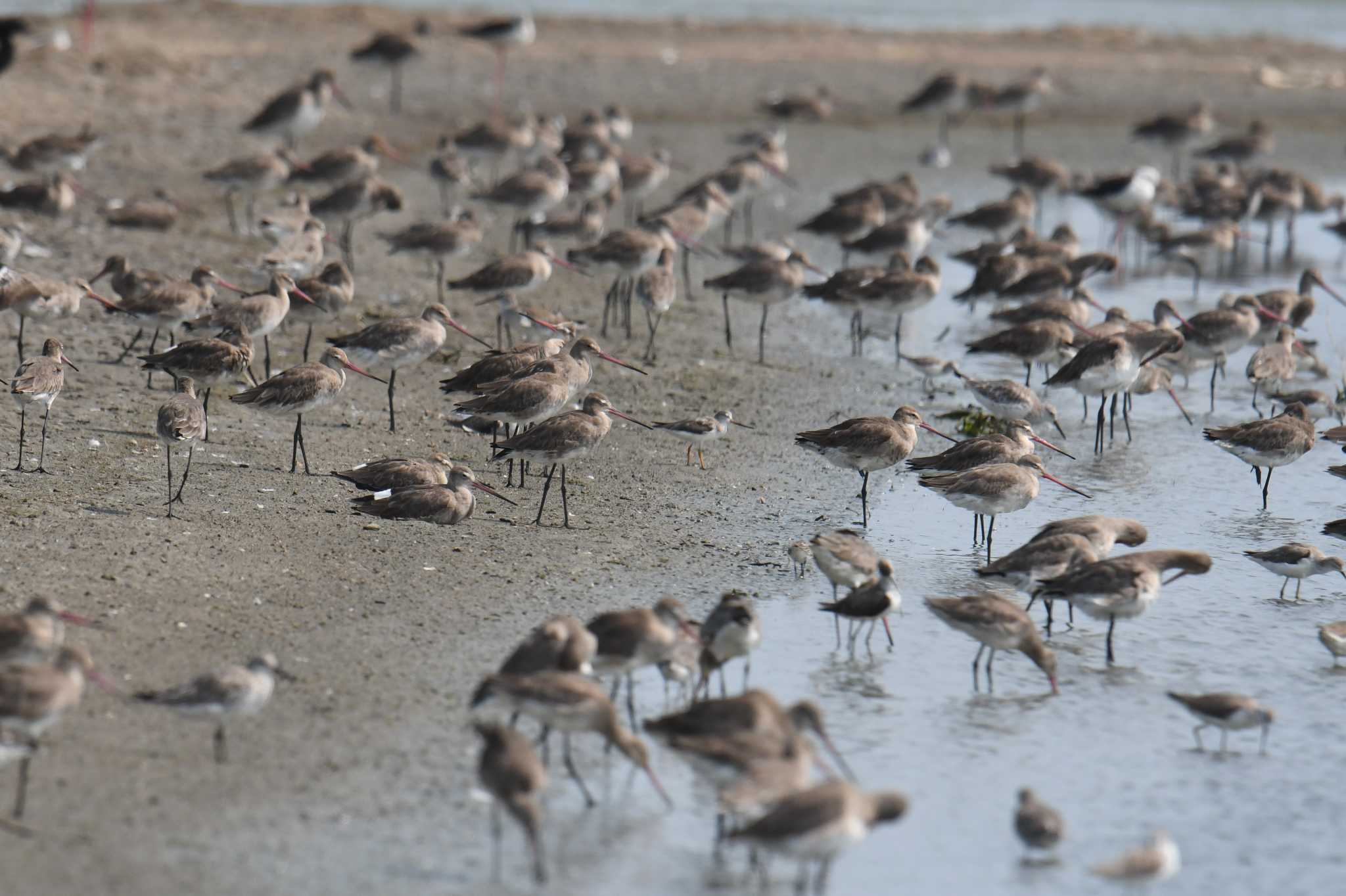 Terek Sandpiper