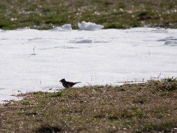 Rustic Bunting 多摩川 Sun, 2/9/2014