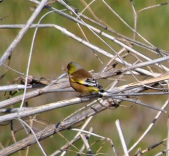 2020年2月27日(木) 前橋古墳の野鳥観察記録