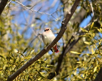 Japanese Waxwing 前橋古墳公園 Thu, 2/27/2020