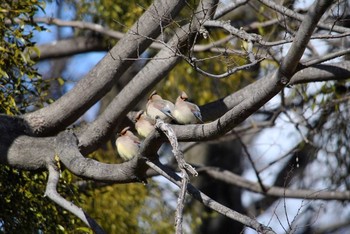 未同定 前橋古墳 2020年2月27日(木)