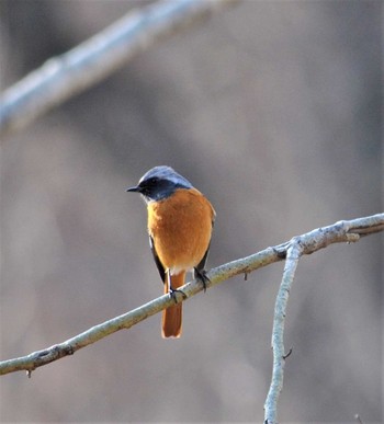 Daurian Redstart 埼玉水上公園 Thu, 1/16/2020