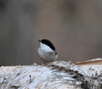 Varied Tit Saitama Prefecture Forest Park Unknown Date