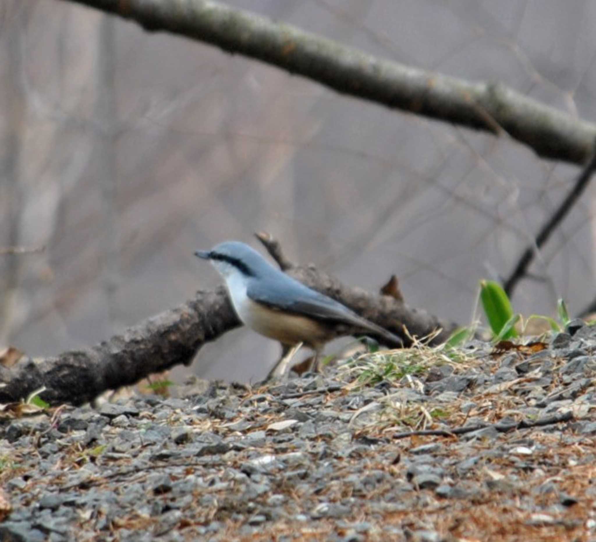 Photo of Varied Tit at Saitama Prefecture Forest Park by ナベデコ