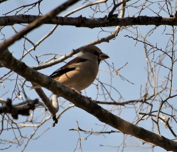 Unknown Species 真岡井頭公園 Unknown Date