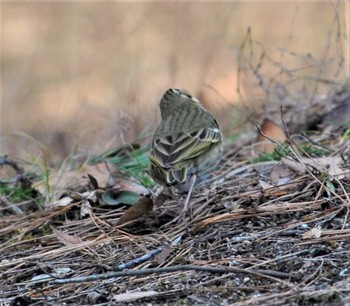 Unknown Species 真岡井頭公園 Unknown Date