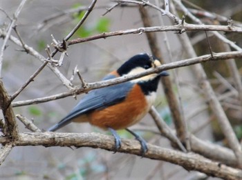 Varied Tit Saitama Prefecture Forest Park Unknown Date