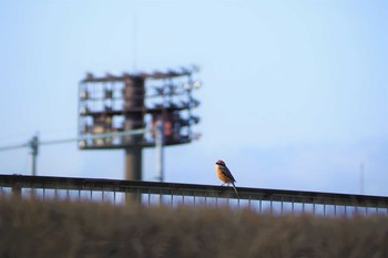 Bull-headed Shrike 栃木市総合運動公園 Fri, 2/28/2020