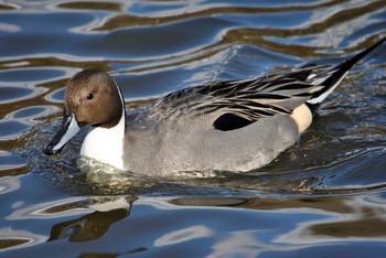 ツクシガモ 真岡井頭公園 撮影日未設定