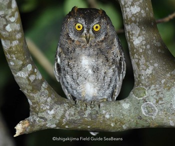 Ryukyu Scops Owl Ishigaki Island Unknown Date