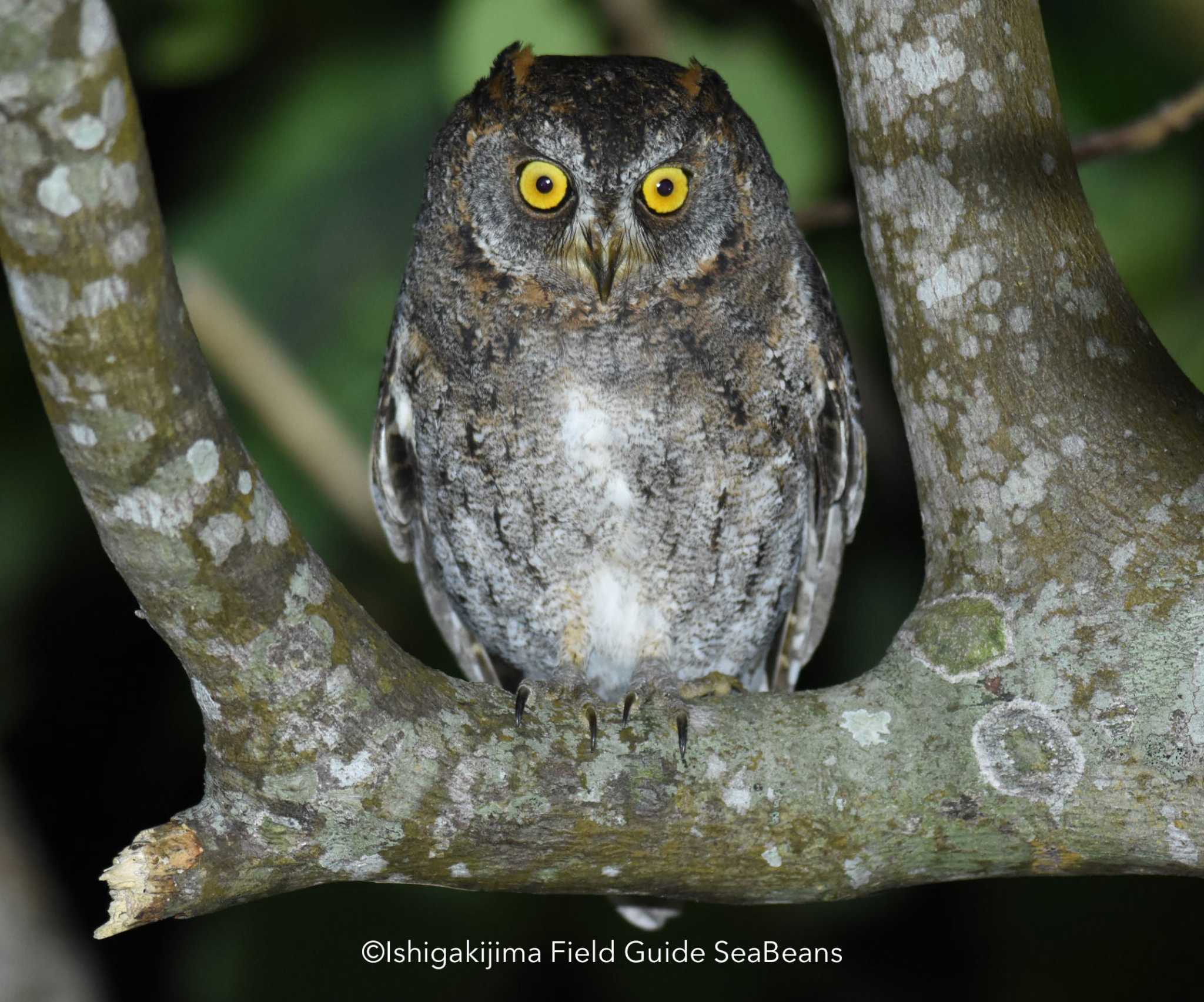 Ryukyu Scops Owl