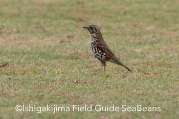 チベットウタツグミ 石垣島 2020年2月11日(火)