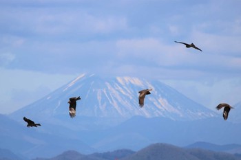 Black Kite Watarase Yusuichi (Wetland) Fri, 2/28/2020