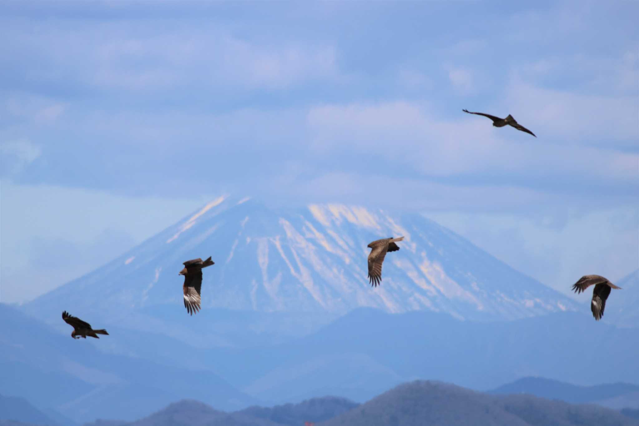 Black Kite