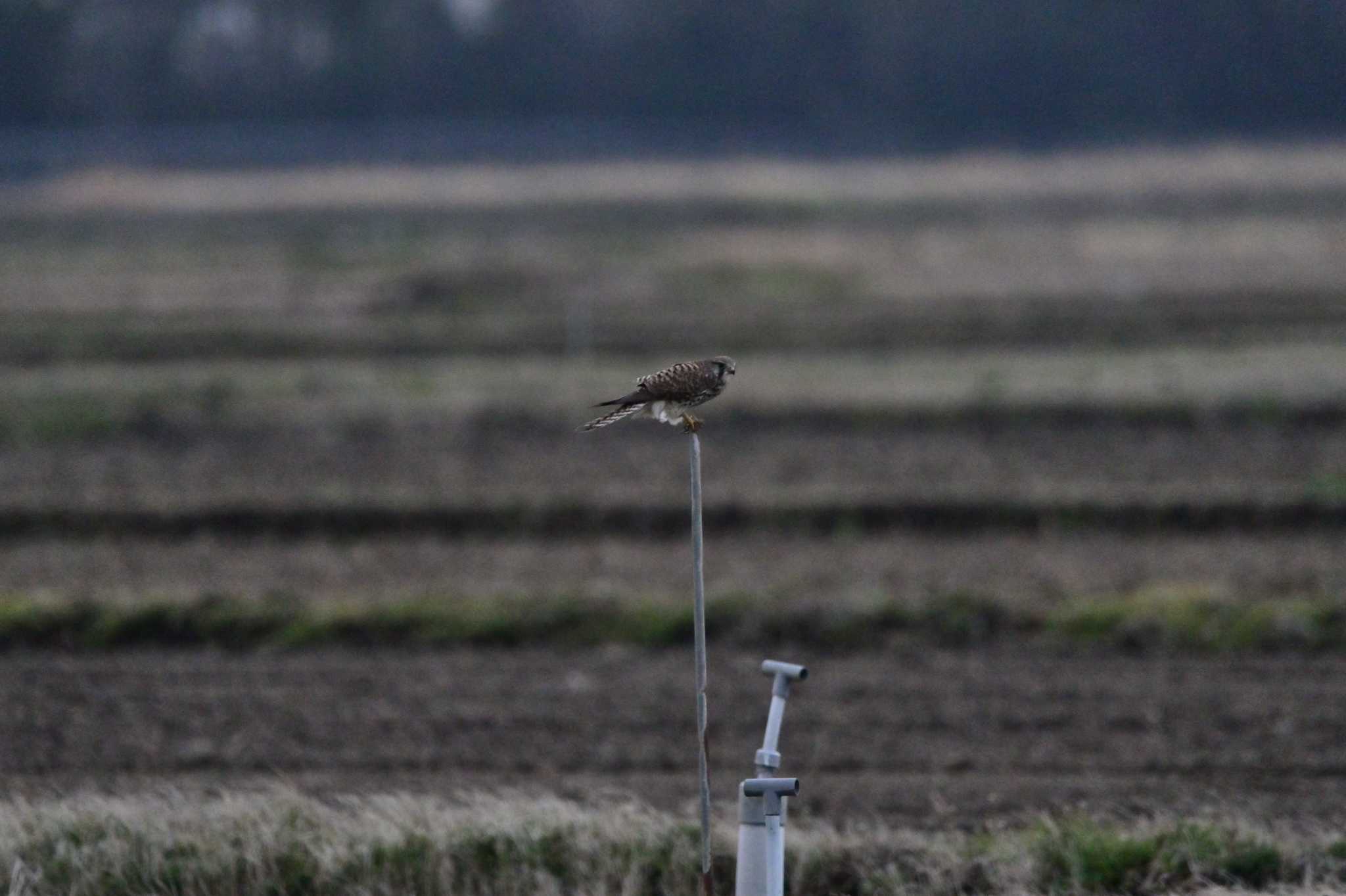 Common Kestrel