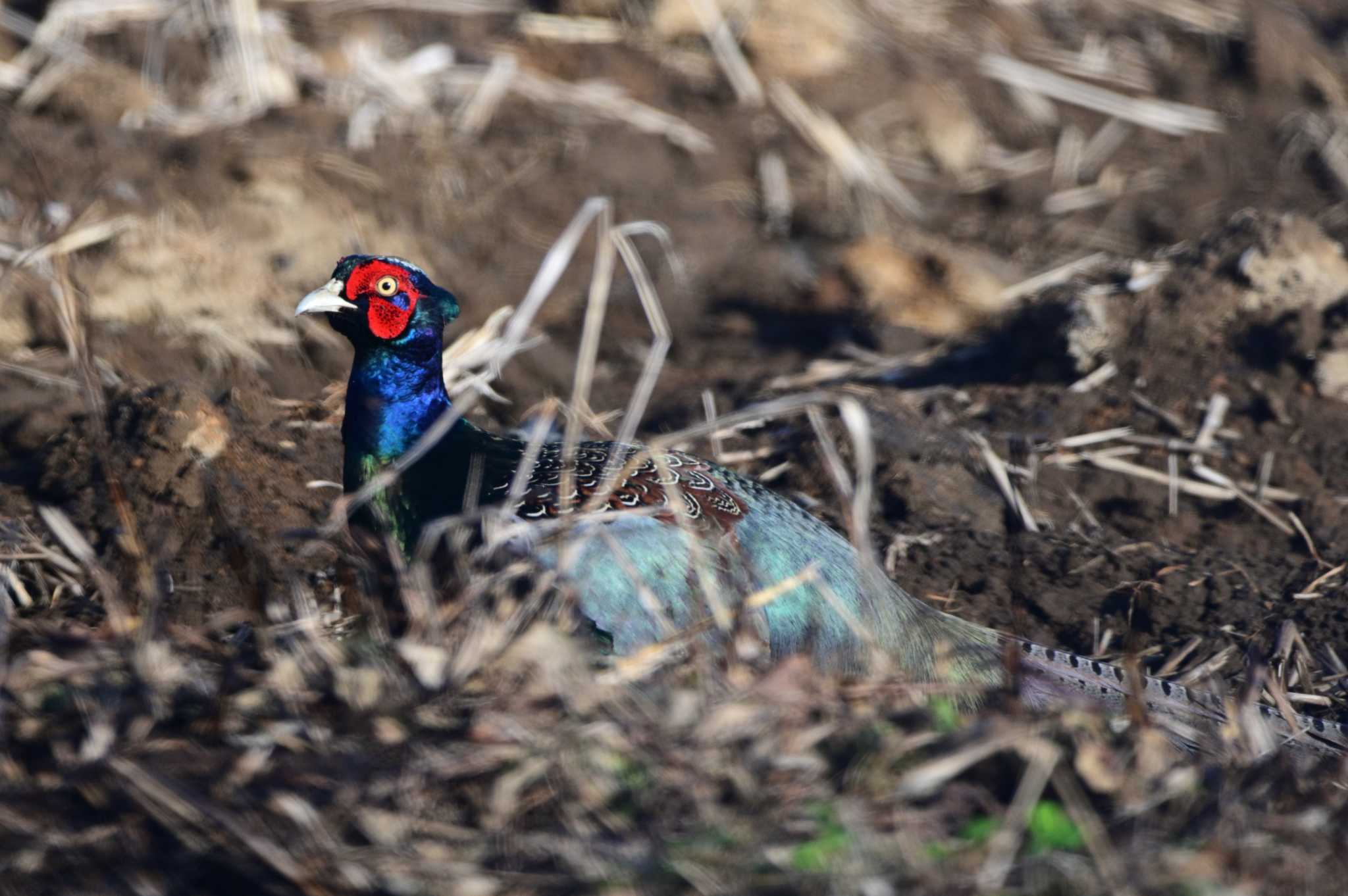 Green Pheasant