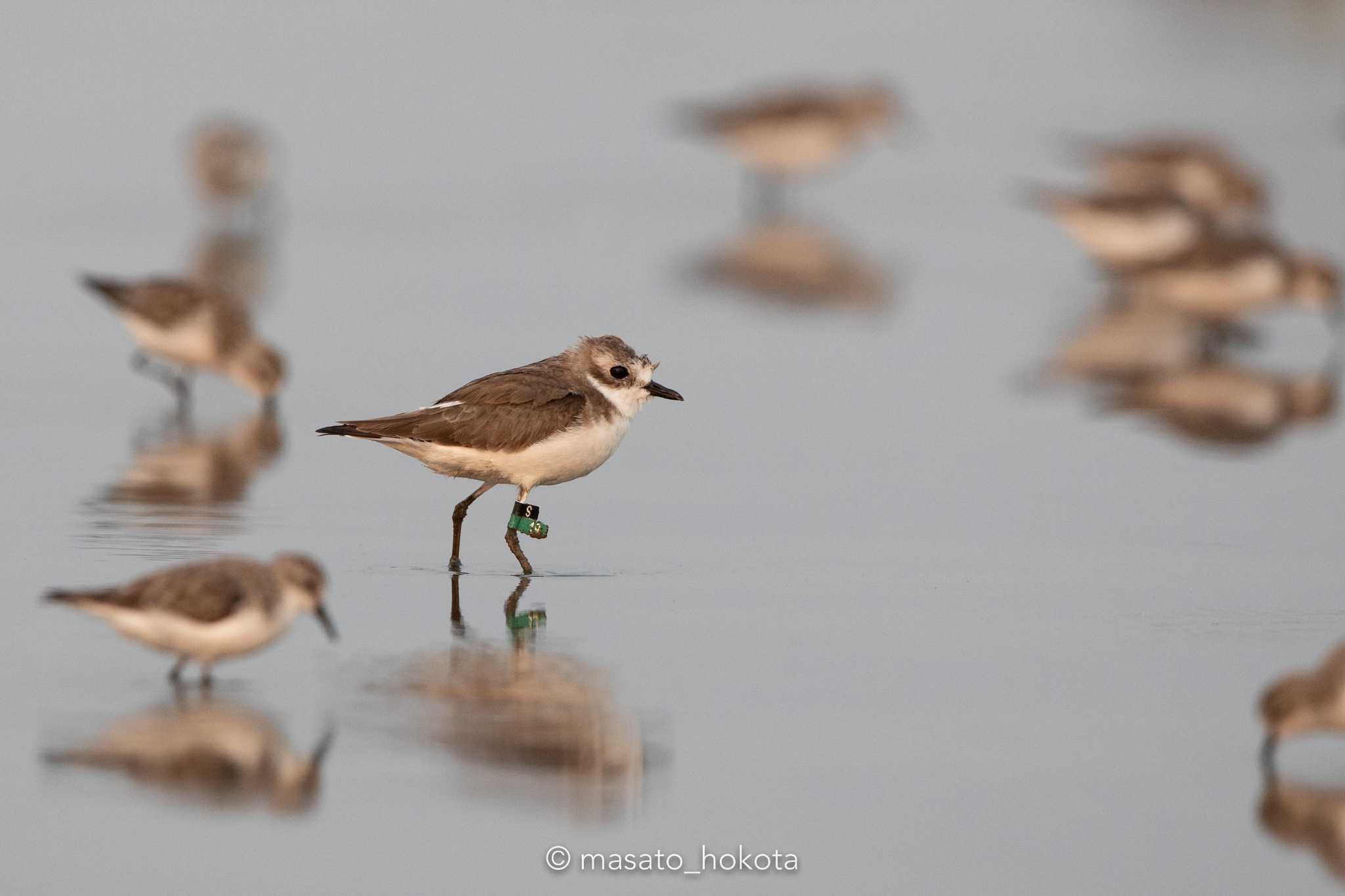 Khok Kham Bird Center メダイチドリの写真 by Trio