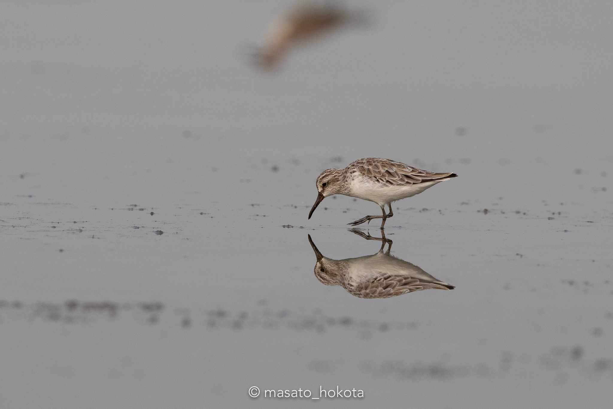 Khok Kham Bird Center キリアイの写真 by Trio