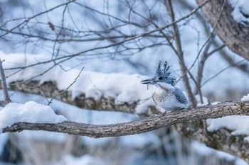 Crested Kingfisher 千歳市 Mon, 1/14/2019