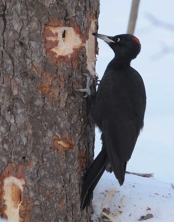 Black Woodpecker Unknown Spots Thu, 3/1/2012