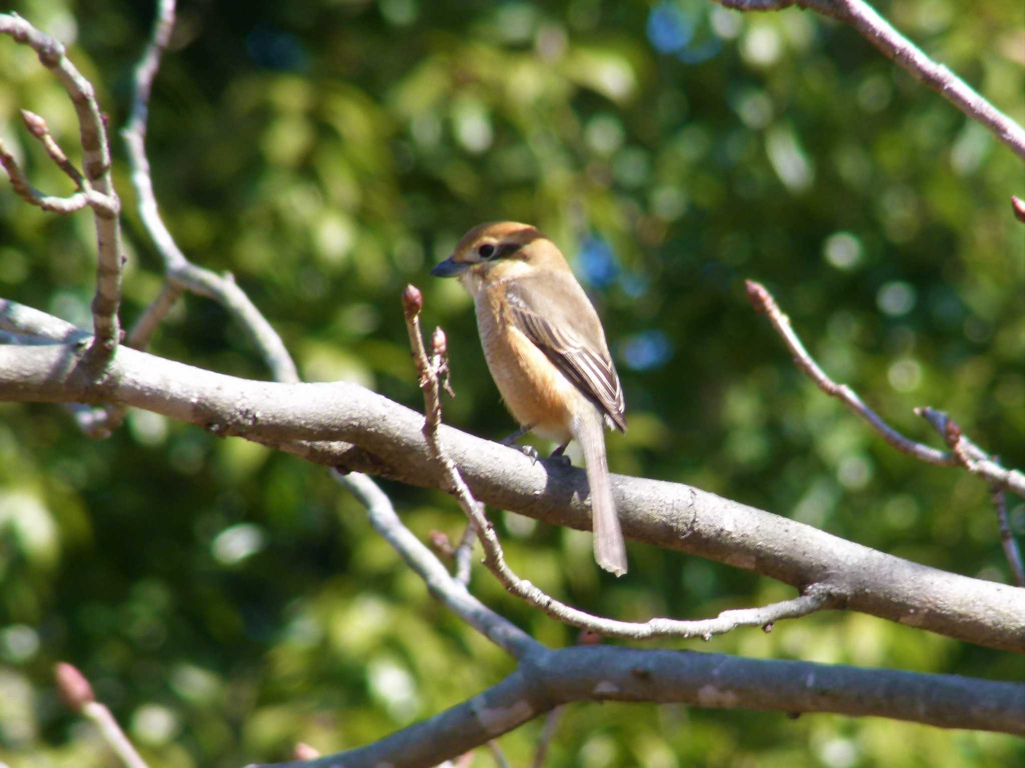 Bull-headed Shrike