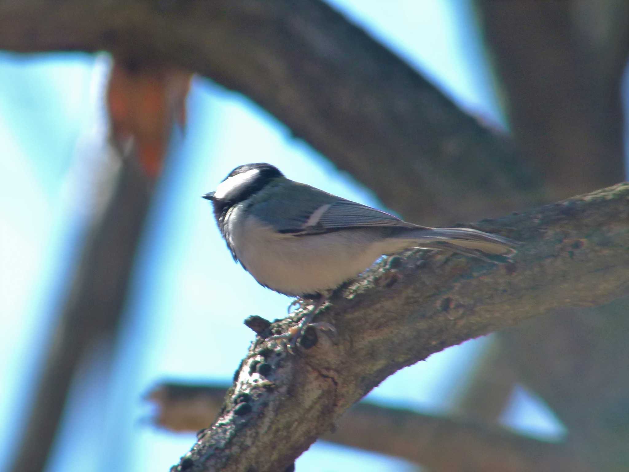 Japanese Tit