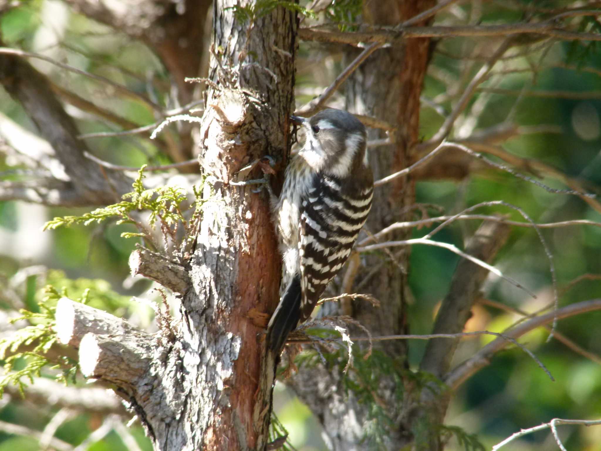 Japanese Pygmy Woodpecker