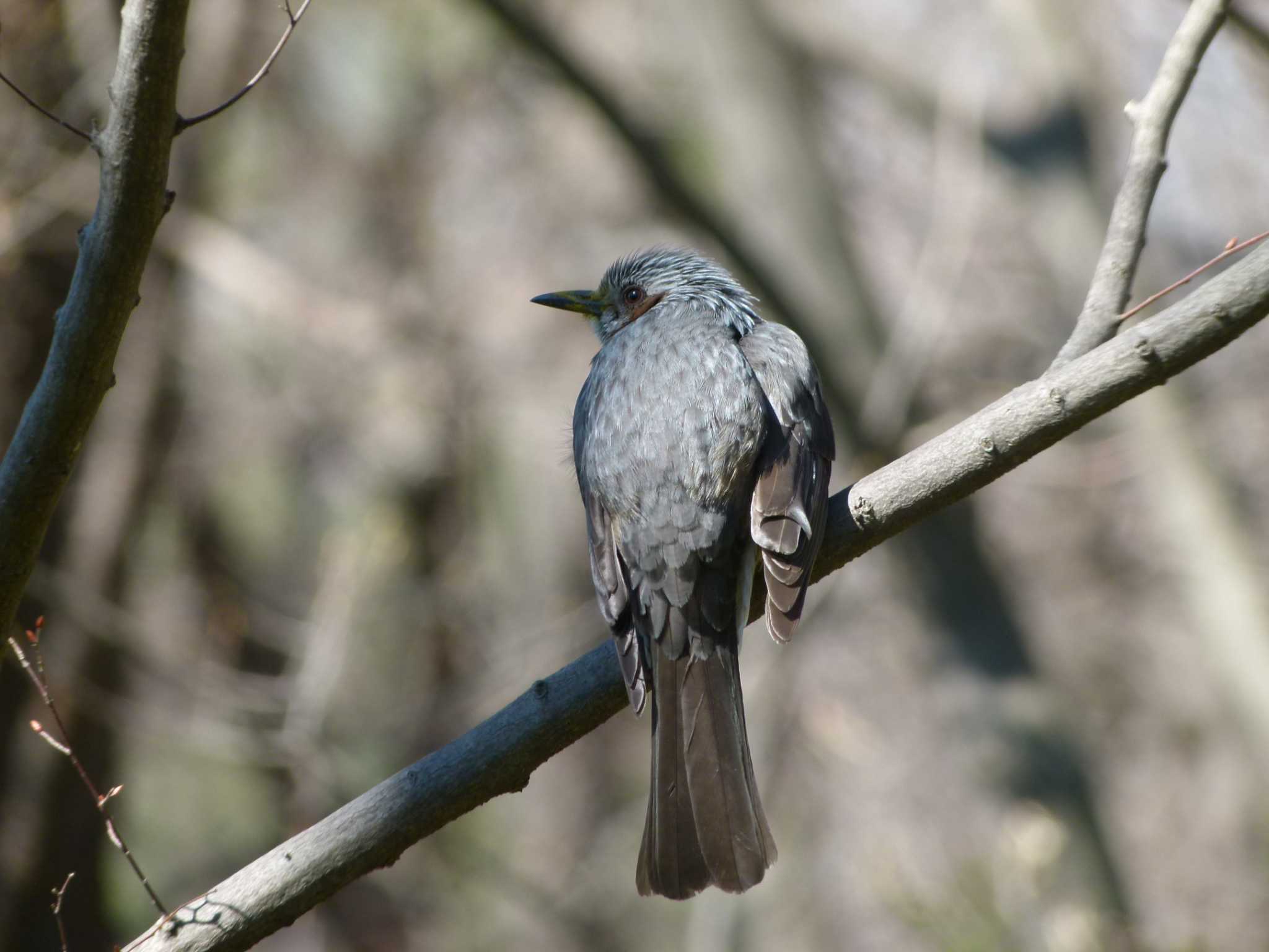 Brown-eared Bulbul