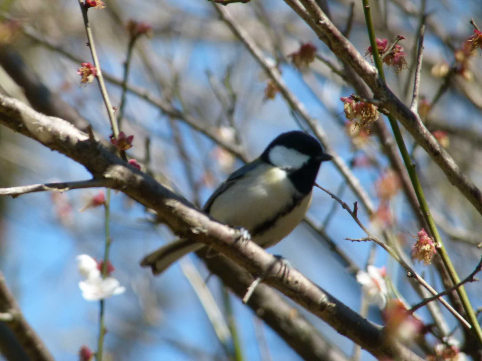 Varied Tit