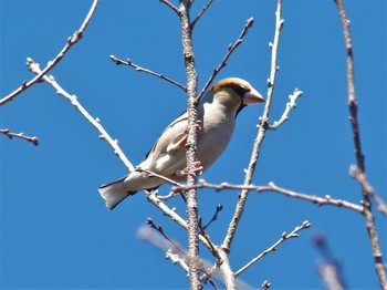 2020年2月28日(金) 昭和記念公園の野鳥観察記録