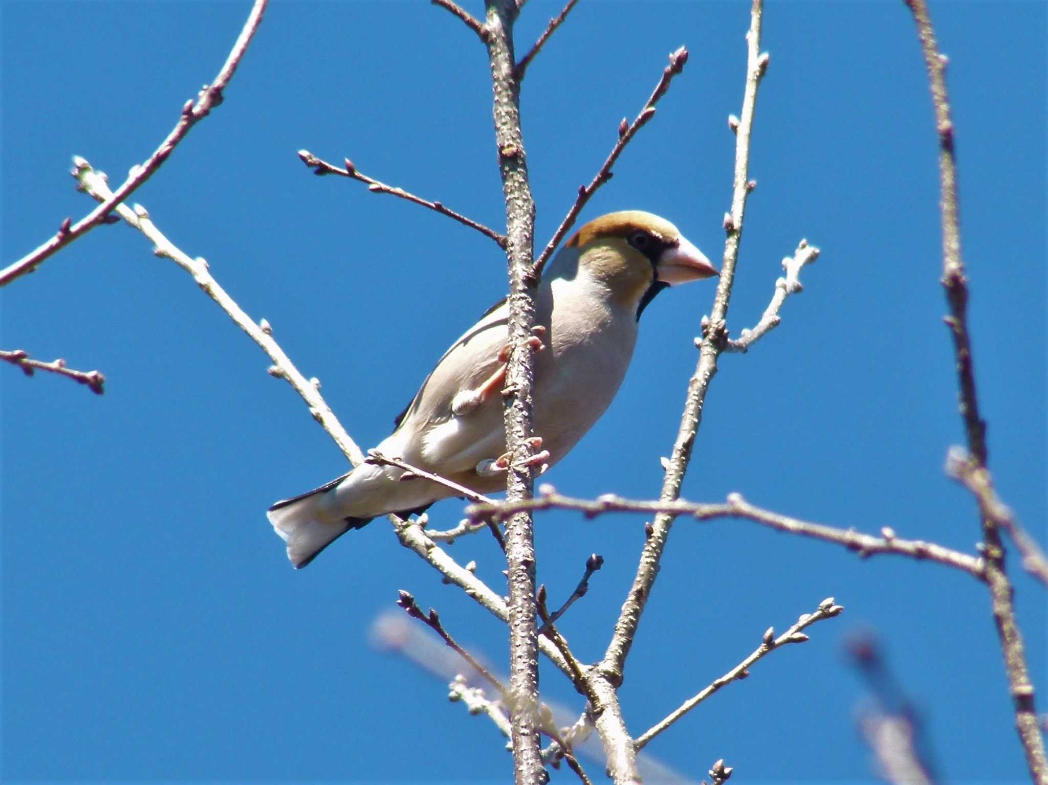 Hawfinch