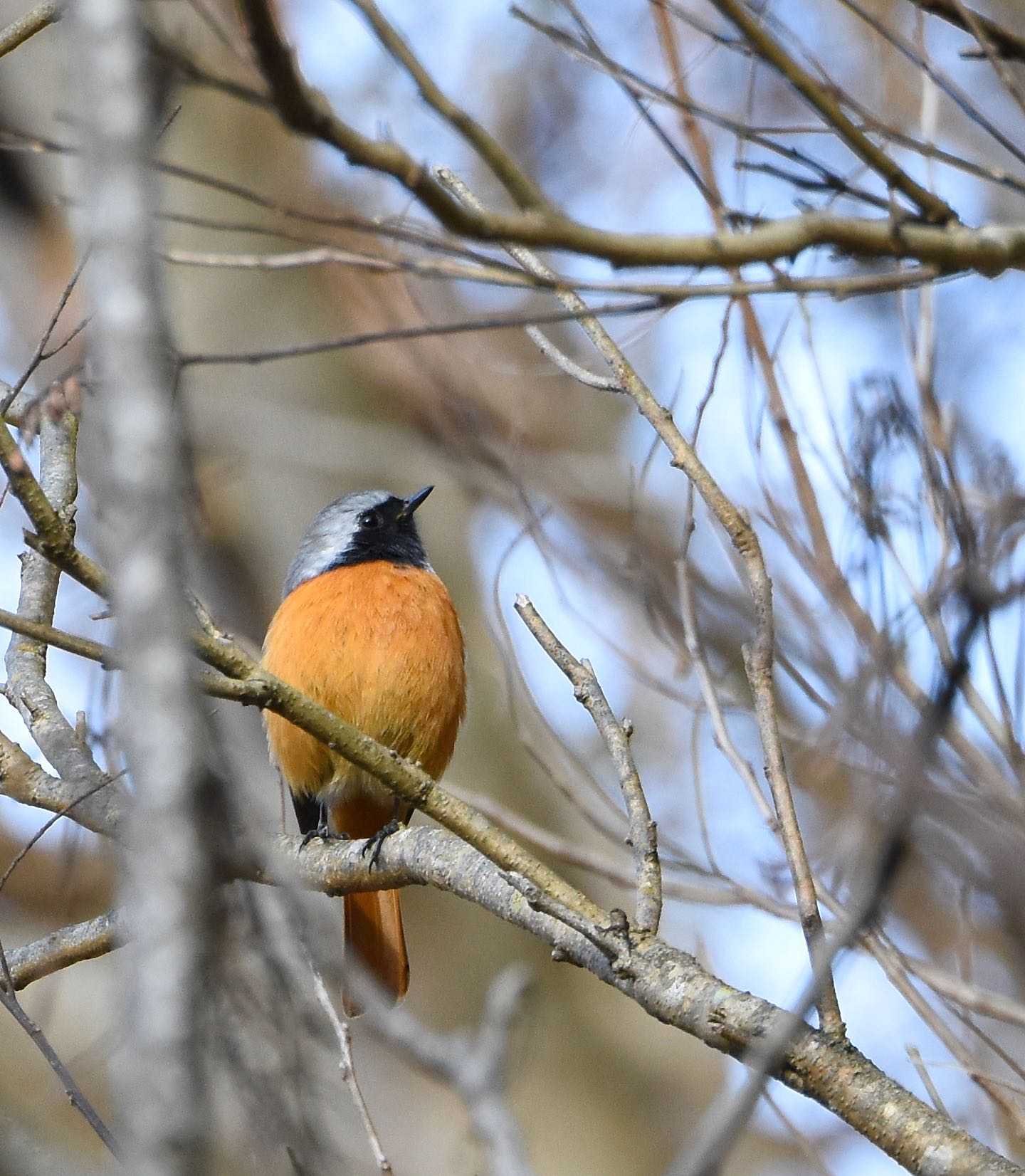 Daurian Redstart