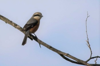 Bull-headed Shrike Watarase Yusuichi (Wetland) Fri, 2/28/2020