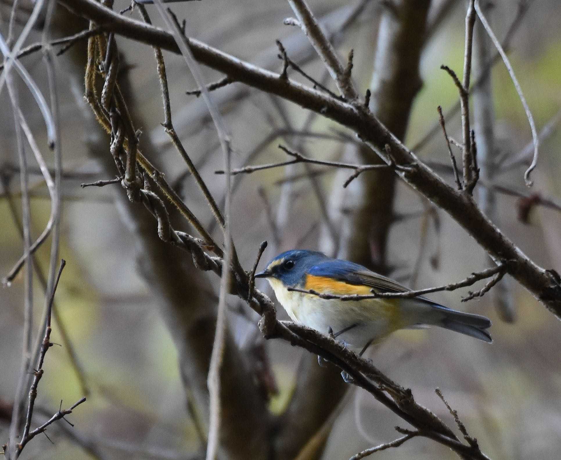 Photo of Red-flanked Bluetail at Hayatogawa Forest Road by Trio