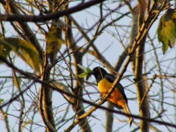 Guianan Trogon