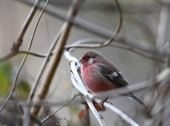 Siberian Long-tailed Rosefinch Hayatogawa Forest Road Sun, 12/6/2015