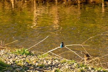 カワセミ 野川 2020年2月2日(日)