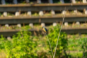 カワセミ 野川 2020年2月2日(日)