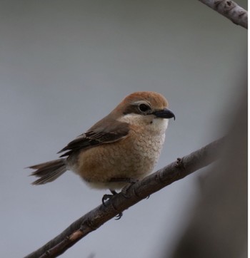 Bull-headed Shrike Unknown Spots Unknown Date