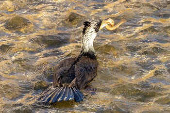 2020年2月2日(日) 野川の野鳥観察記録