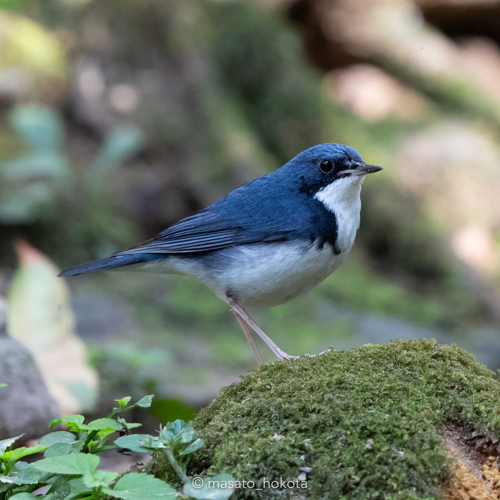 Siberian Blue Robin