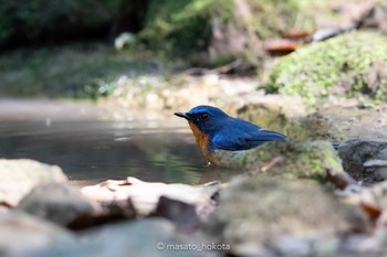 Indochinese Blue Flycatcher プーキィアオ野生動物保護区 2020年2月10日(月)