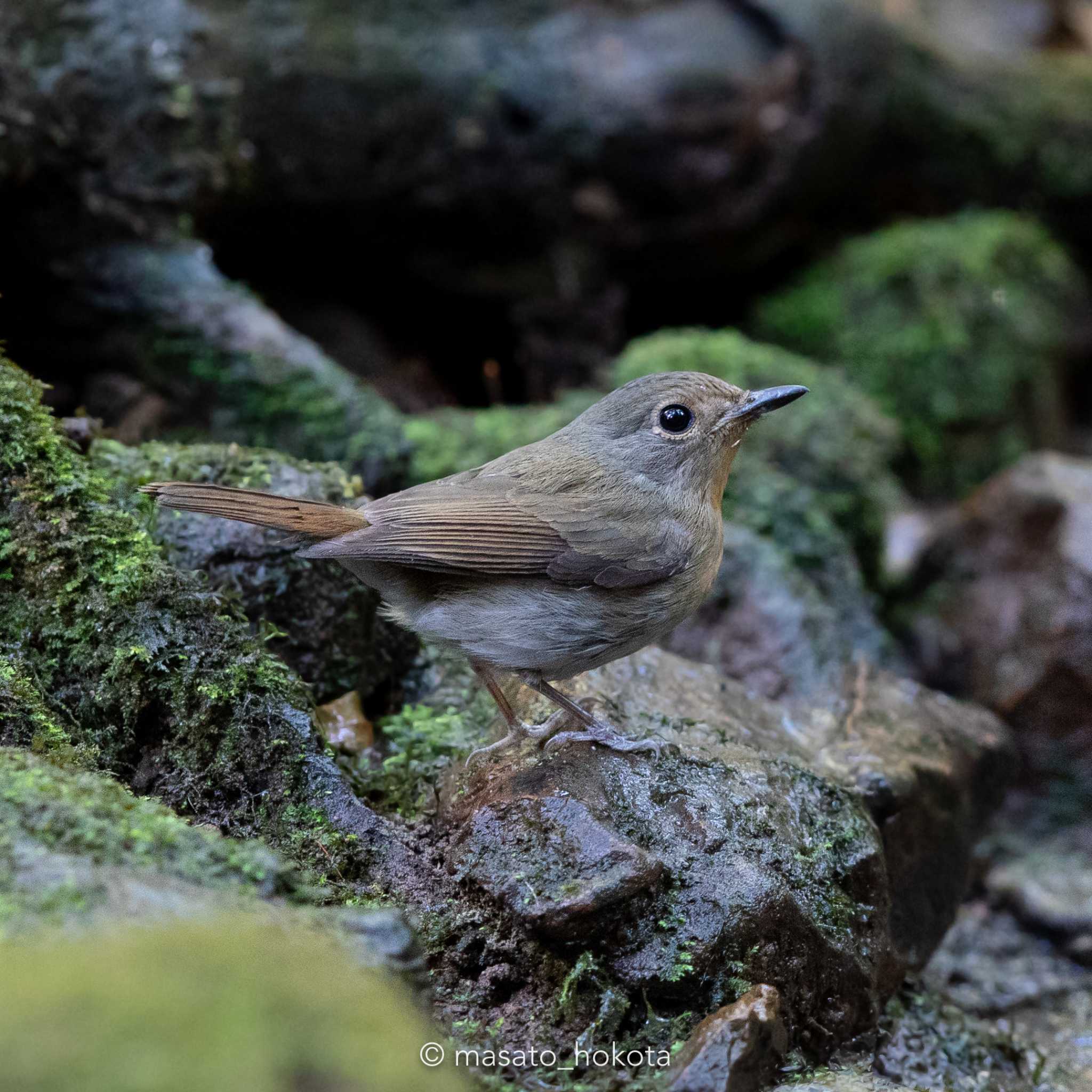 Photo of Hill Blue Flycatcher at Phu Khiao Wildlife Sanctuary by Trio