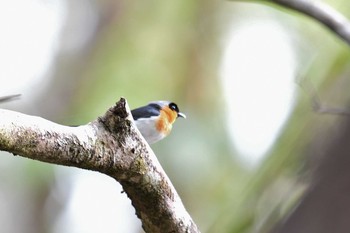 Spectacled Monarch Iron Range National Park Tue, 10/15/2019