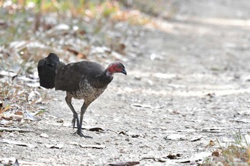 Australian Brushturkey Iron Range National Park Tue, 10/15/2019